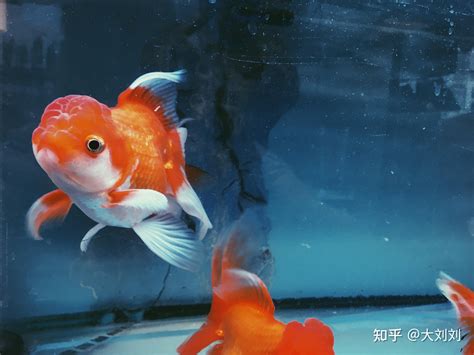 養金魚|如何养金鱼（包含图片）